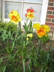flowers against window