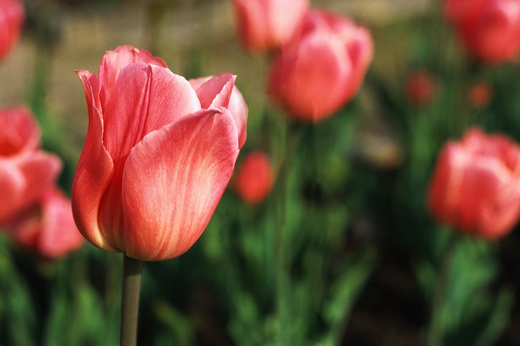 tulips